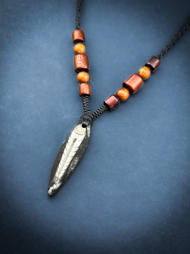 Orthoceras 400million year fossil